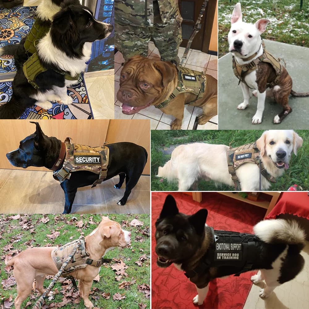 Tactical Dog Harness with MOLLE System