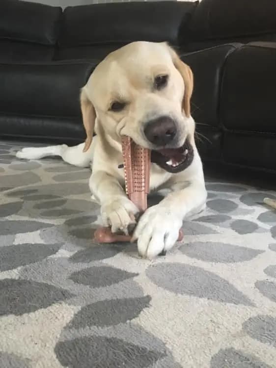 Bamboo Fiber Dog Chew Toy with Dental Care