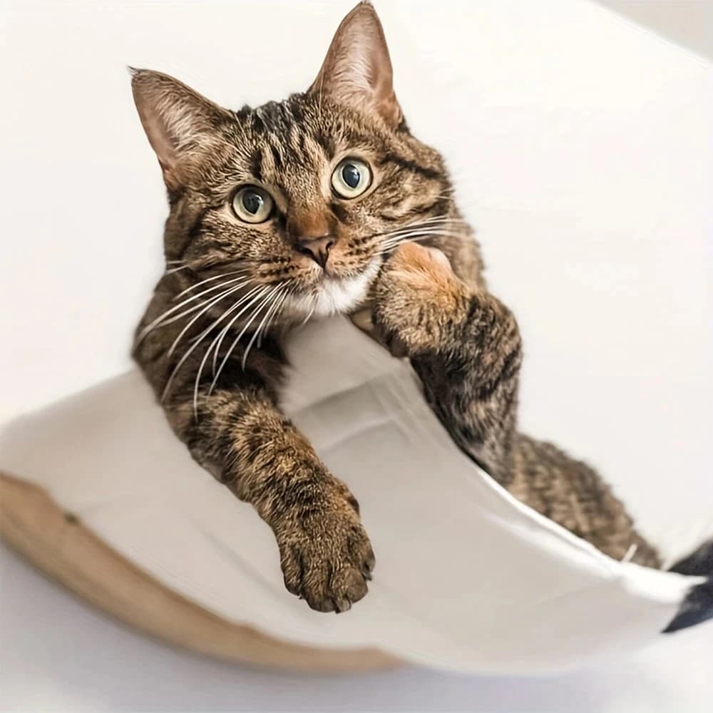 Wall Mounted Cat Shelf with Perch