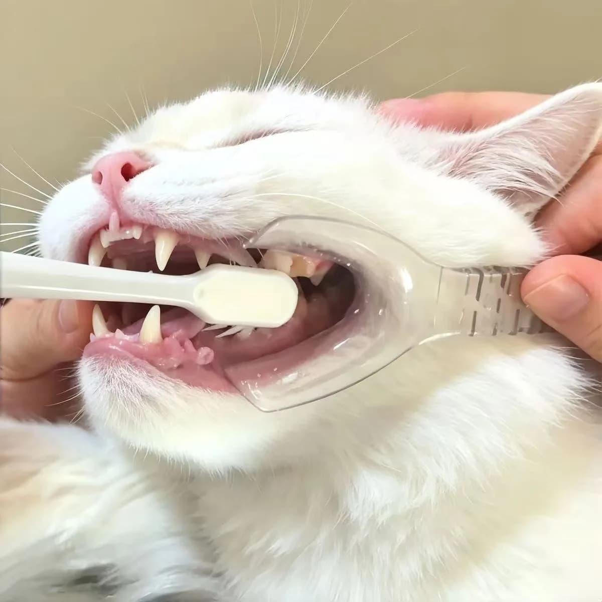 3-Piece Pet Oral Care Kit with Mouthopener