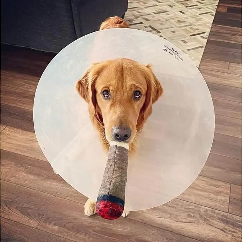 Dog toy - Funny Dog Toys - Plush Squeaky Toys for Medium, Small and Large - Cool Stuffed for Dog Birthday hj
