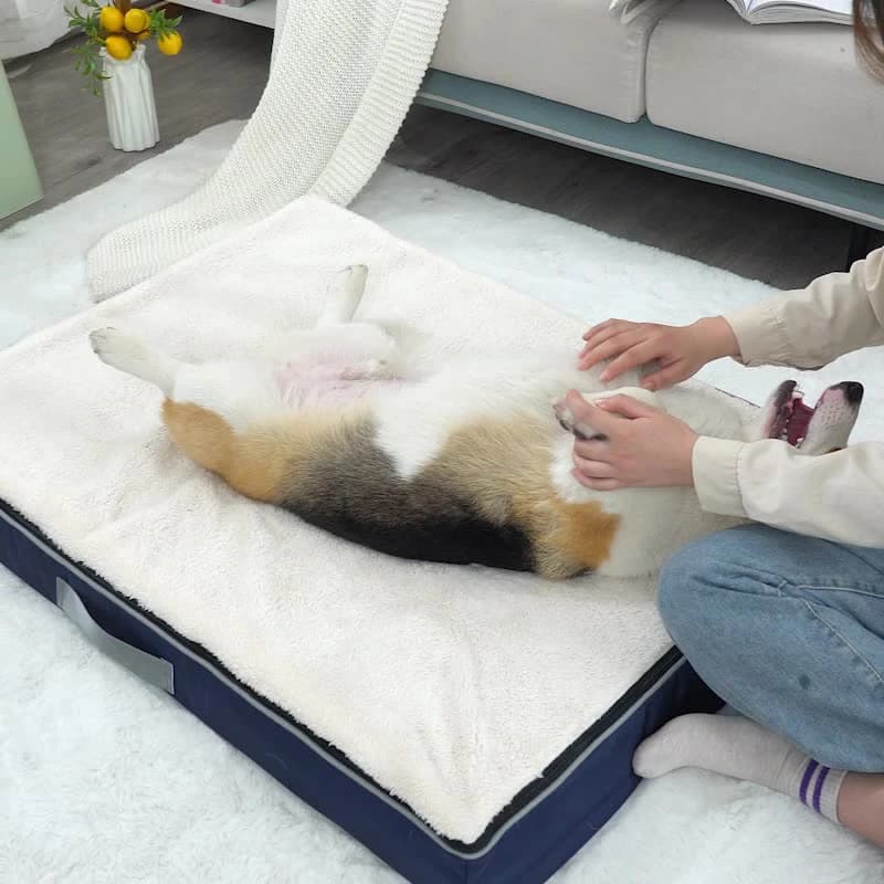 Memory Foam Dog Bed with Washable Cover