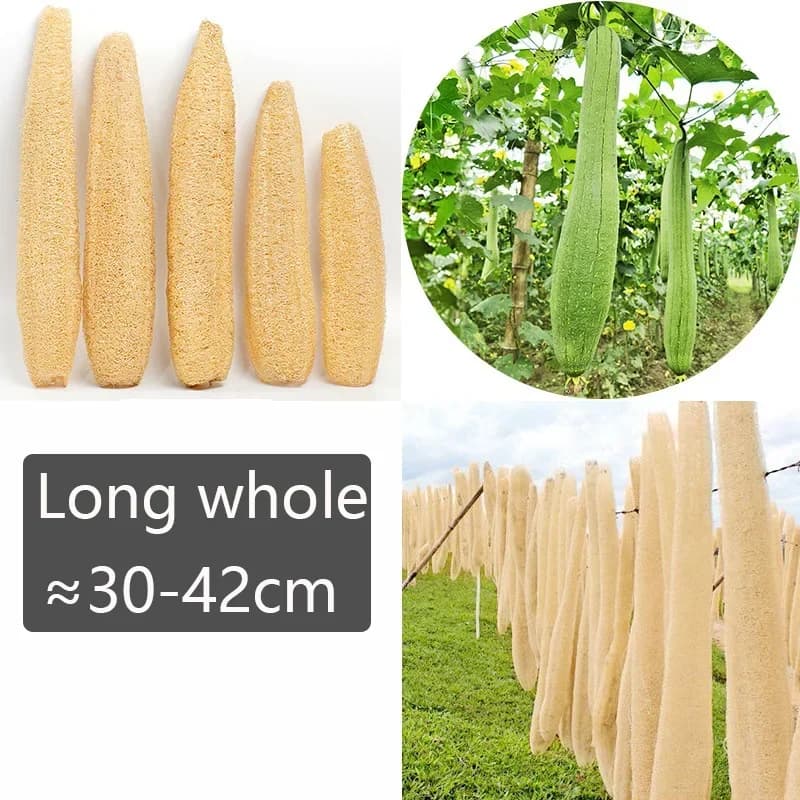 Natural Organic Loofah Sponges for Bath