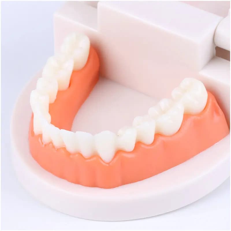 Dental Model Teaching Toy for Kids