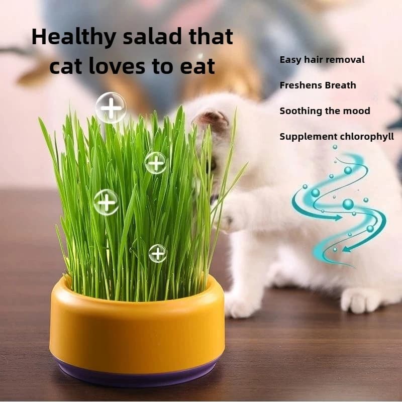 Pet Supplies Cat Snacks Cat Planting Hydroponic Box Cat Grass Pot Hydroponic Cat Grass Box
