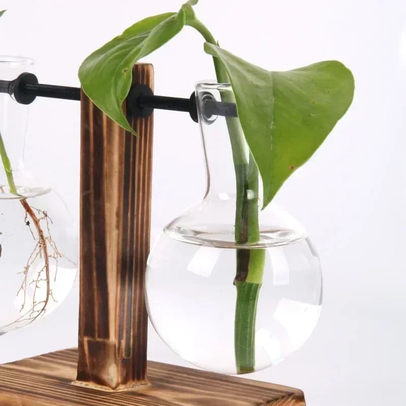 Hydroponic Plant Terrarium with Wooden Stand