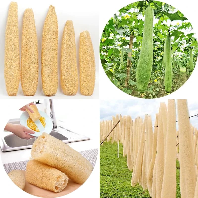 Natural Loofah Sponge