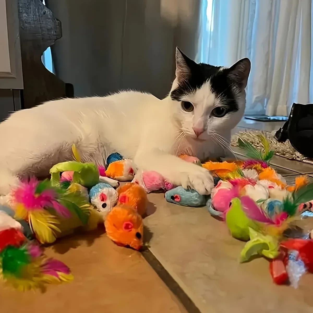 Cat Toys Mixed Pack - 56 Pieces
