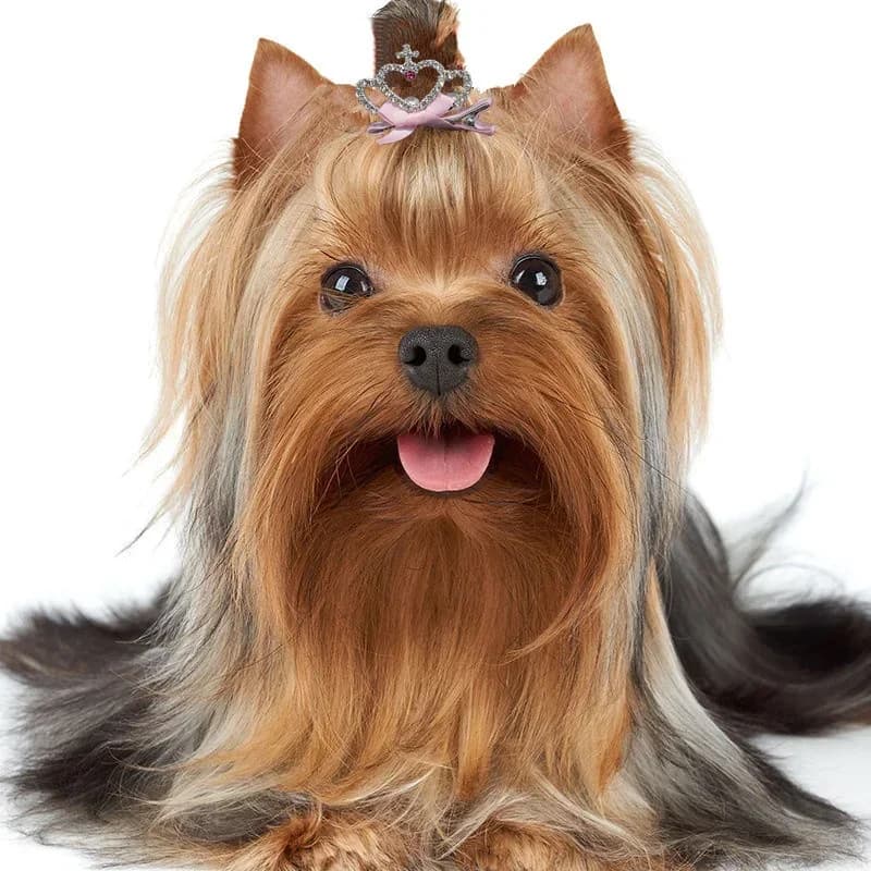 Dog and Cat Hair Clips Crown Bow Multicolor