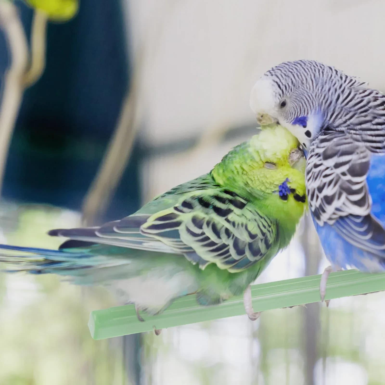 Bird Plastic Perch Pole Stand