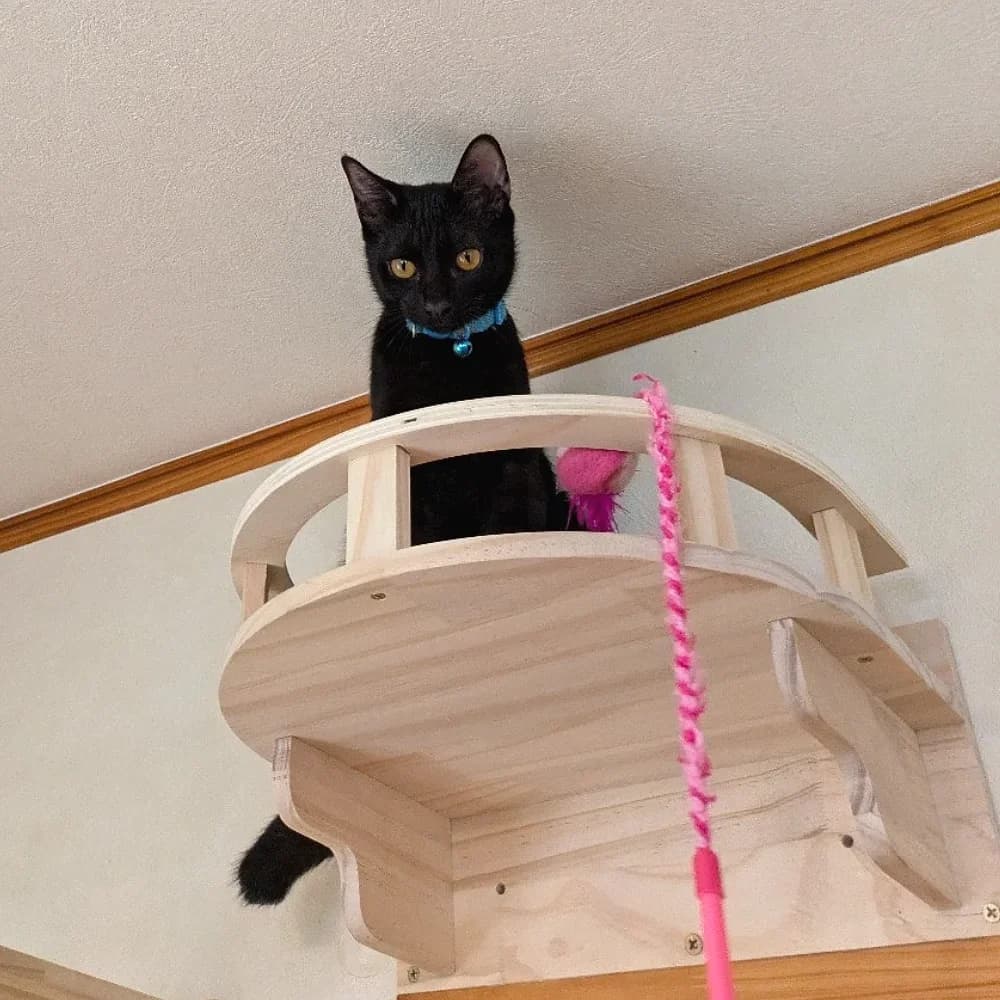 Cat Wall Shelf Climbing System