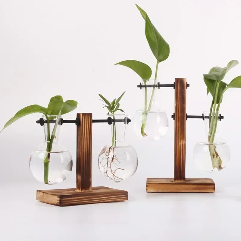 Hydroponic Plant Terrarium with Wooden Stand