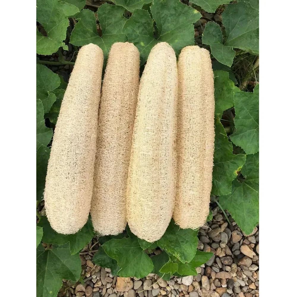 Natural Organic Loofah Sponges for Bath
