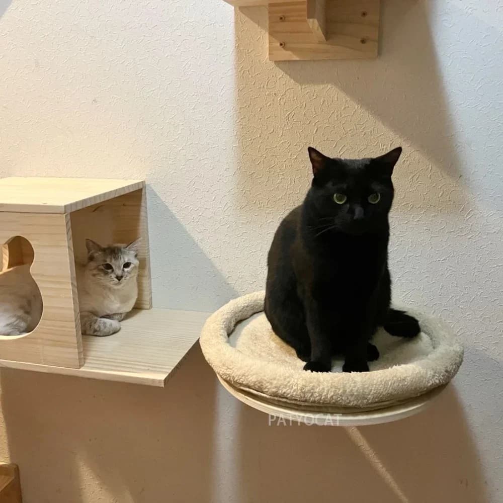 Cat Wall Shelf Climbing System