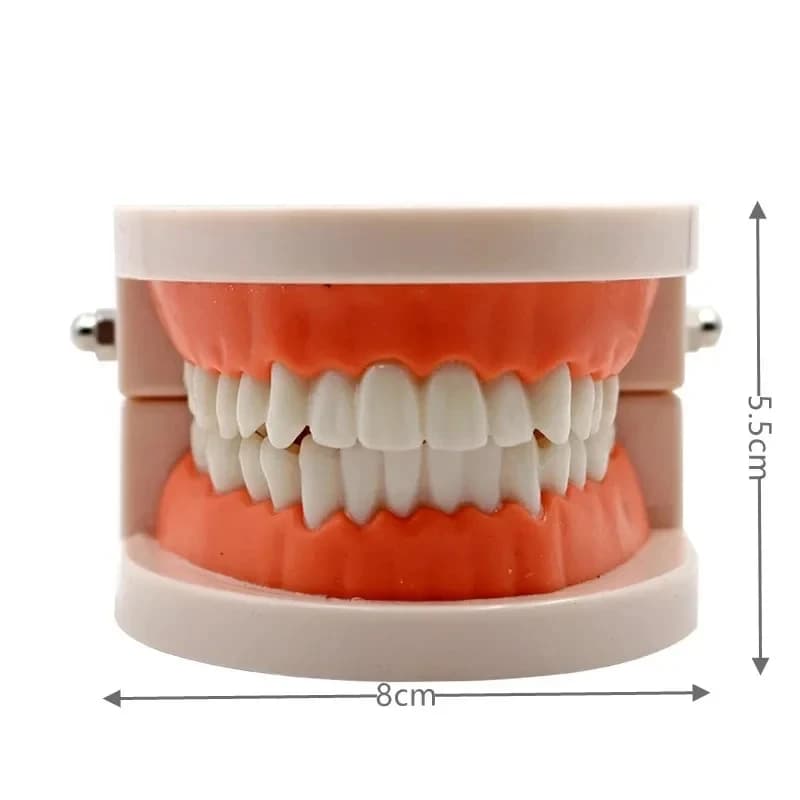 Dental Model Teaching Toy for Kids