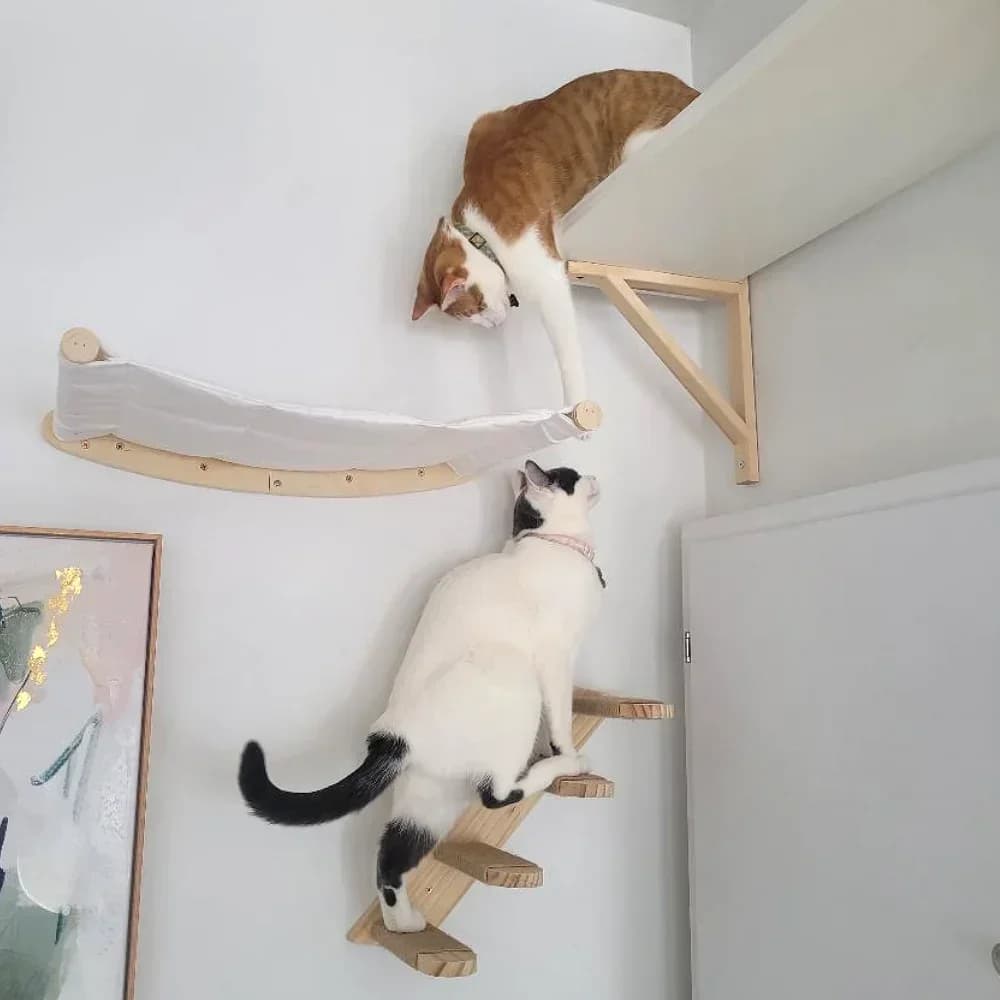 Cat Wall Shelf Climbing System