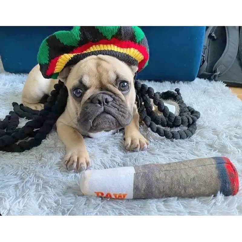 Dog toy - Funny Dog Toys - Plush Squeaky Toys for Medium, Small and Large - Cool Stuffed for Dog Birthday hj