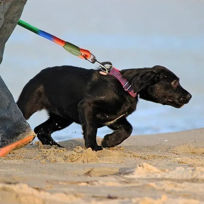 Adjustable Hands-Free Dog Leash