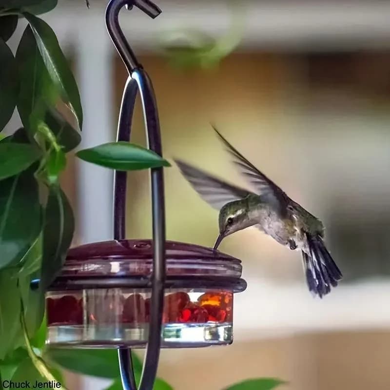Circular Hanging Hummingbird Feeder