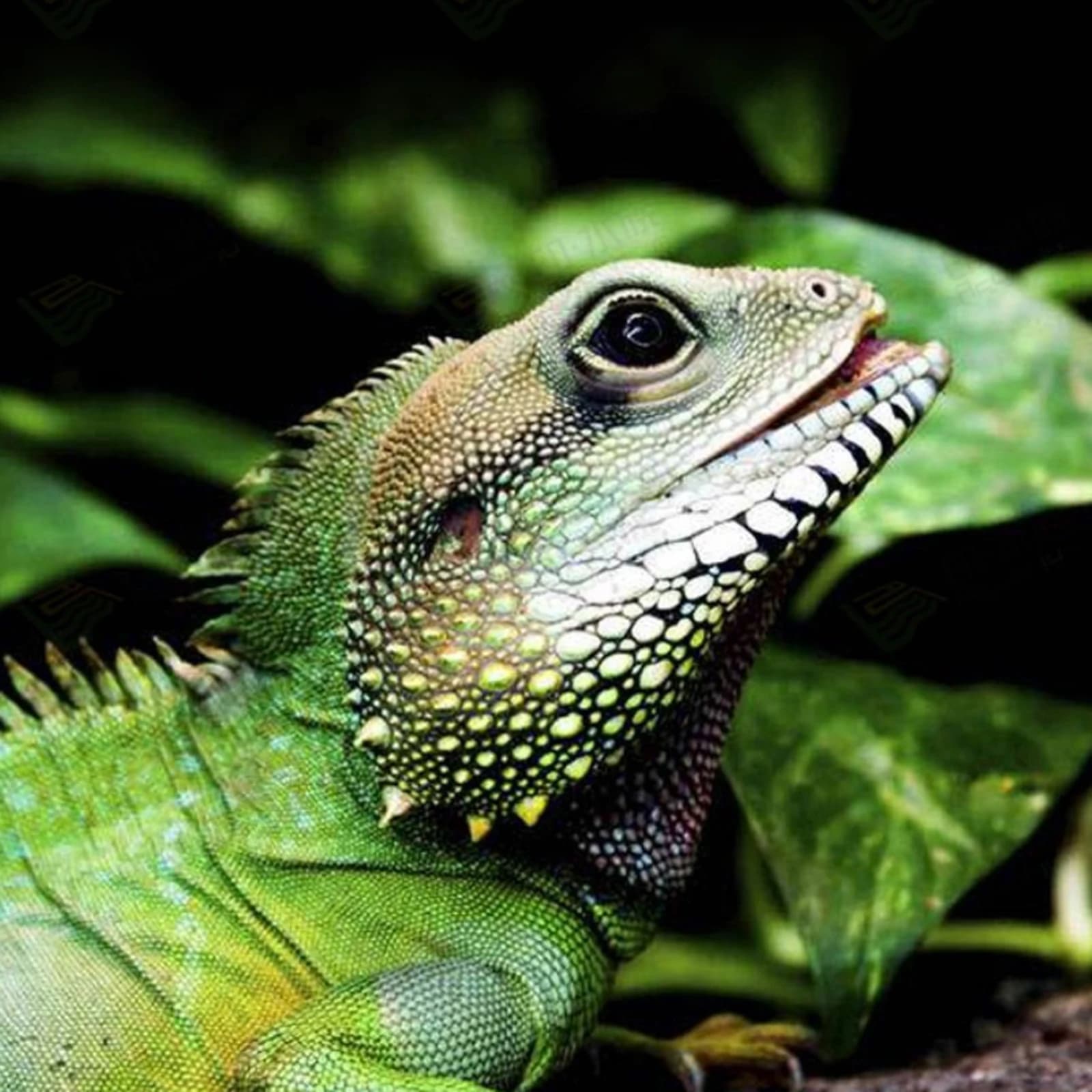 Reptile Heating Lamp with Rotatable Clip