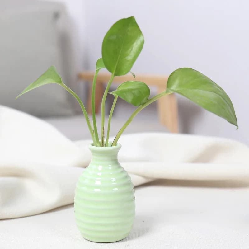 Ceramic Flower Vase for Plants