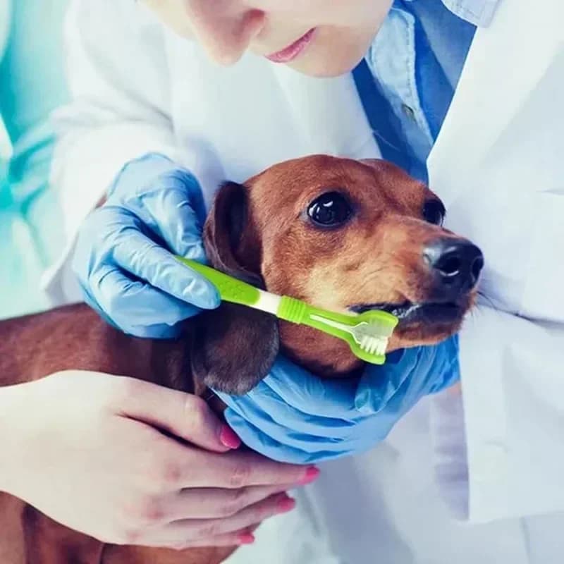 Three-Head Pet Toothbrush for Dogs