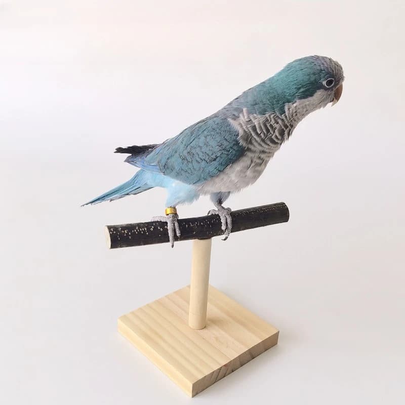 Wooden Bird Perch Stand