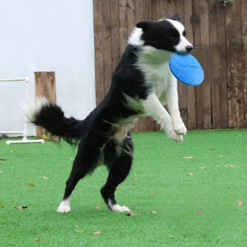 Bite-Resistant Dog Frisbee Toy