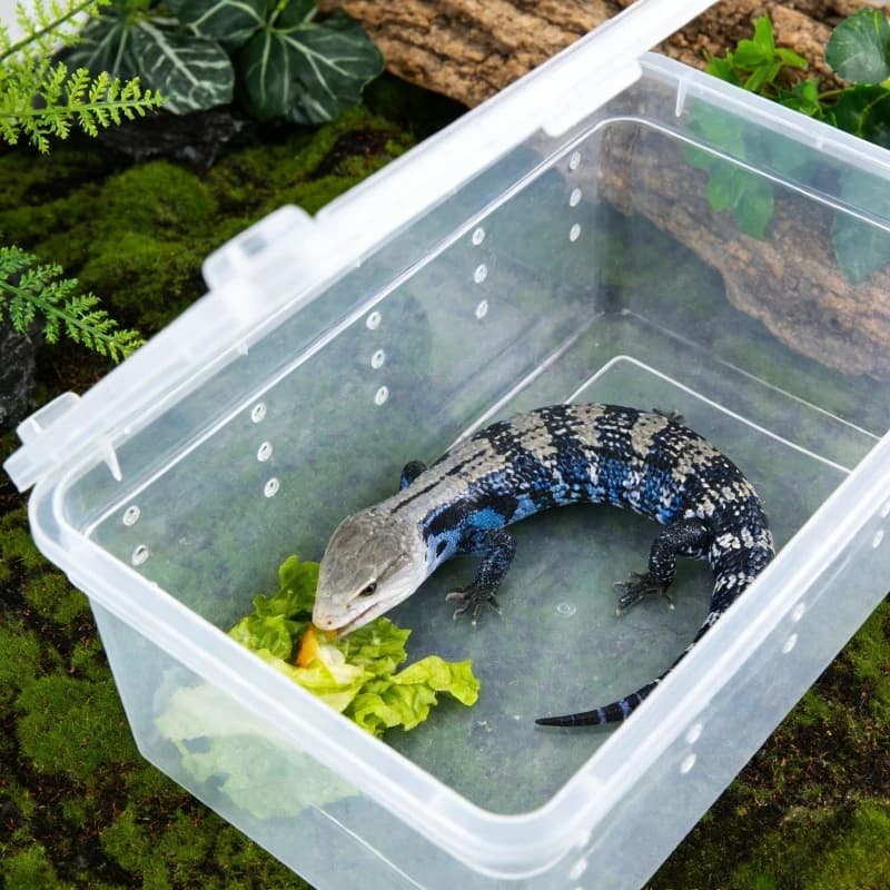 Reptile Breeding Box Terrarium Enclosure
