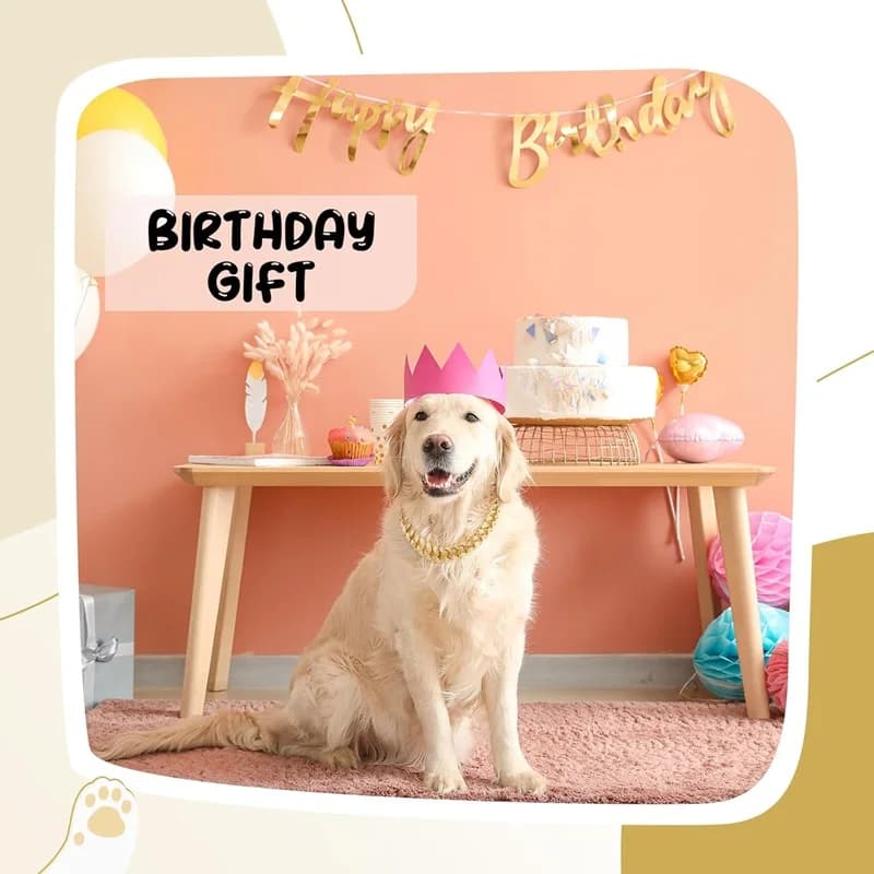 Gold Metal Chain Collar for Dogs and Cats