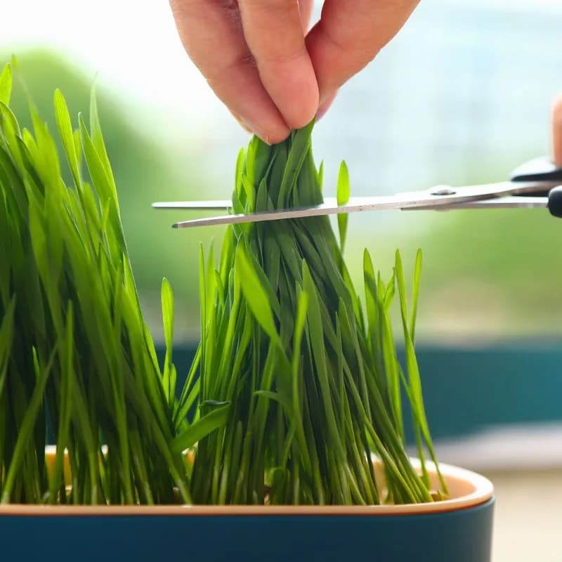Pet Supplies Cat Snacks Cat Planting Hydroponic Box Cat Grass Pot Hydroponic Cat Grass Box