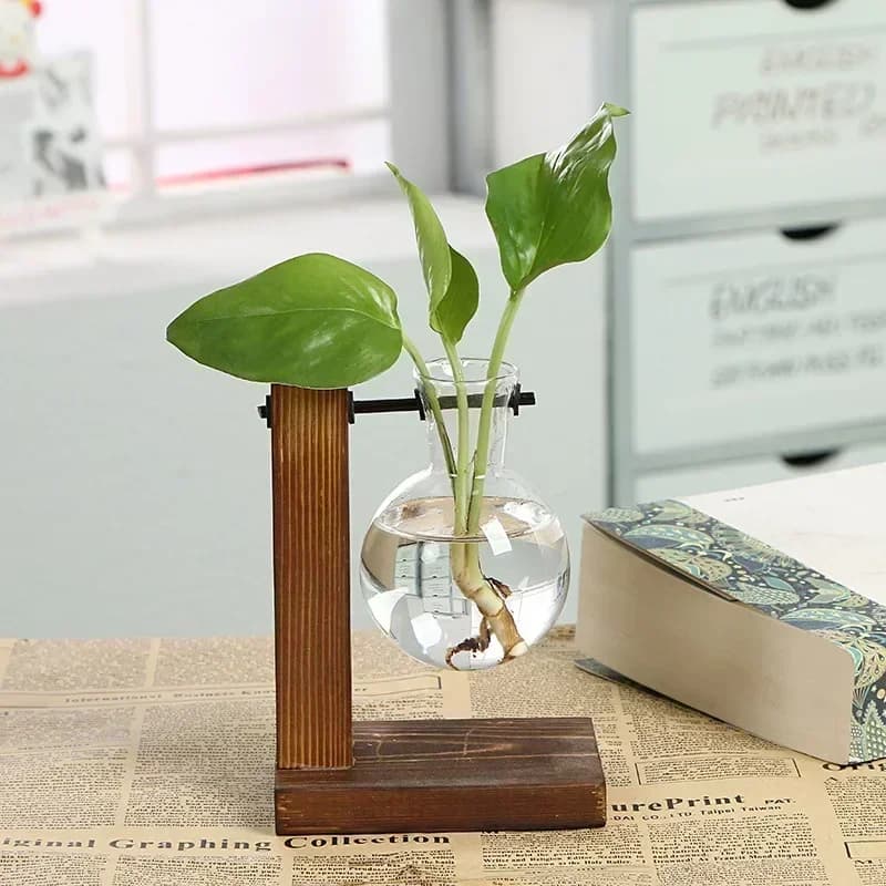 Hydroponic Plant Terrarium with Wooden Stand