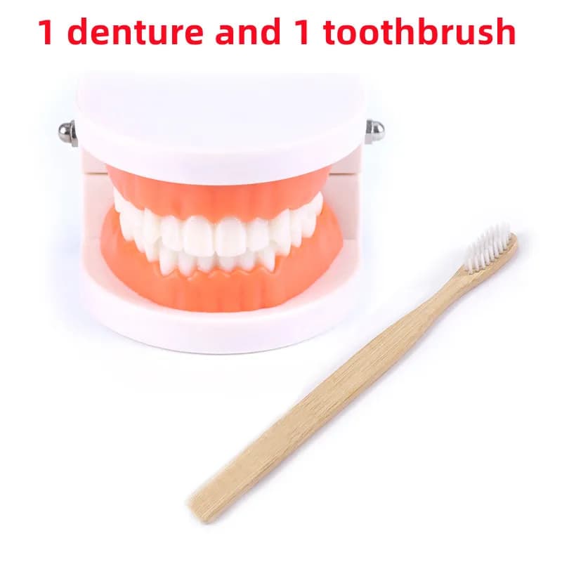 Montessori Tooth Model Teaching Aid