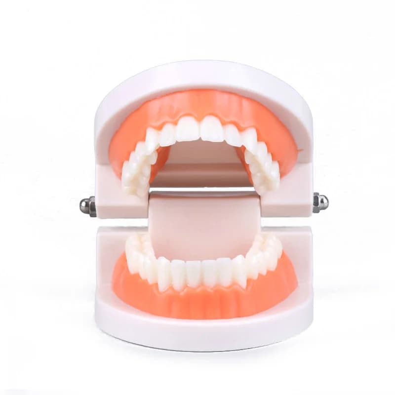 Dental Model Teaching Toy for Kids
