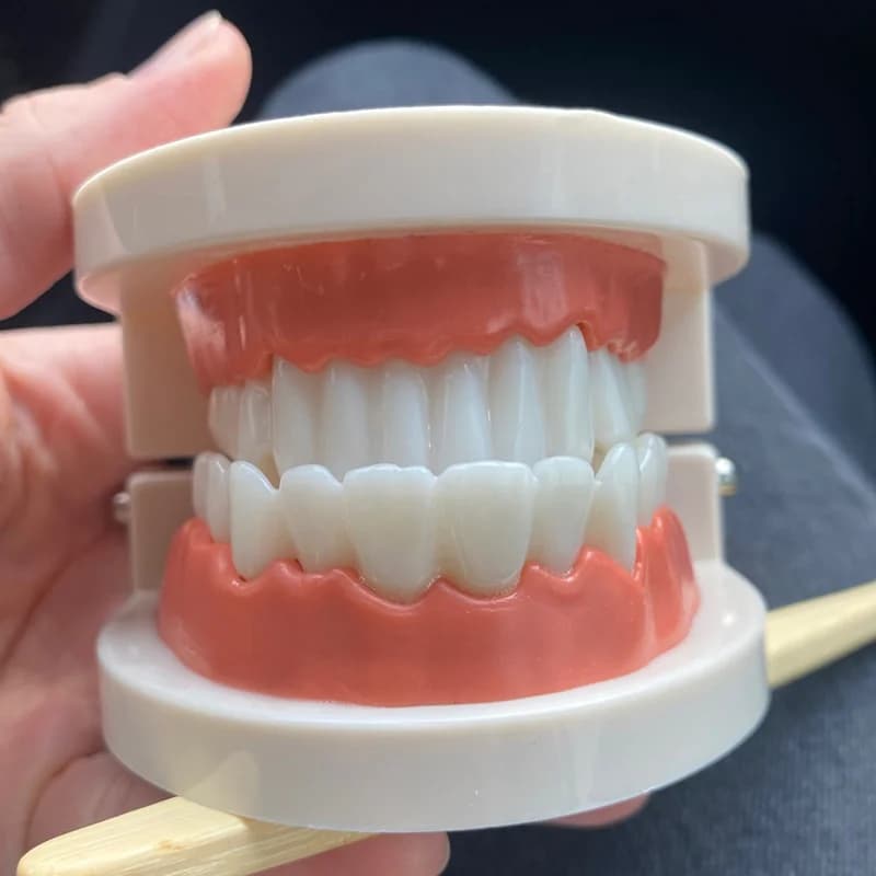 Dental Model Teaching Toy for Kids