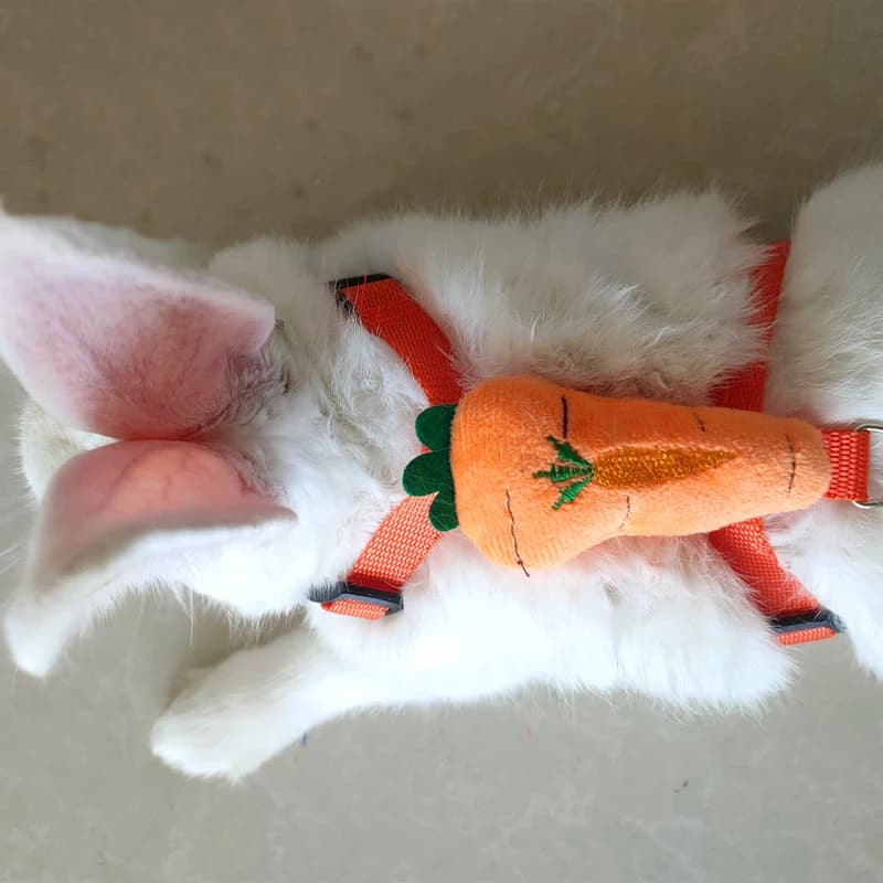 Small Animal Harness and Leash Set