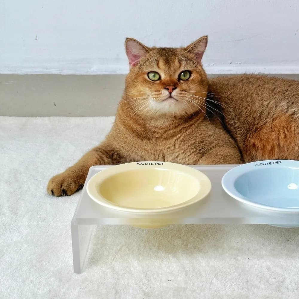 Ceramic Elevated Cat Bowl with Acrylic Stand