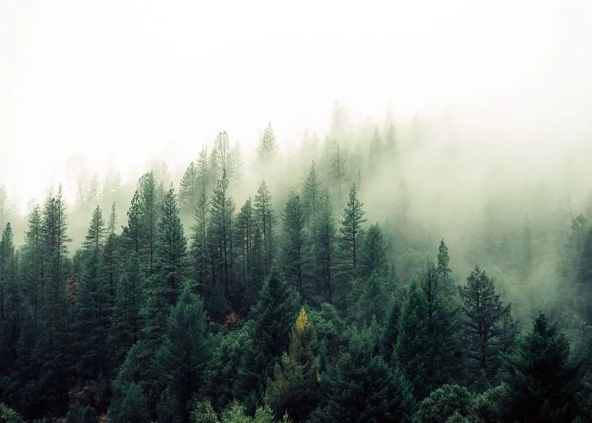 Forest Mountain Lake Landscape Canvas Print