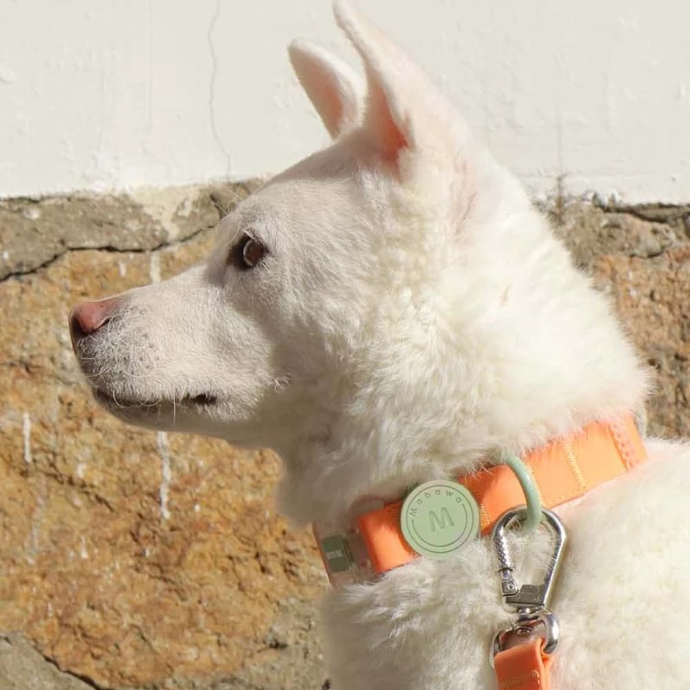 Waterproof Colorful Pet Collar