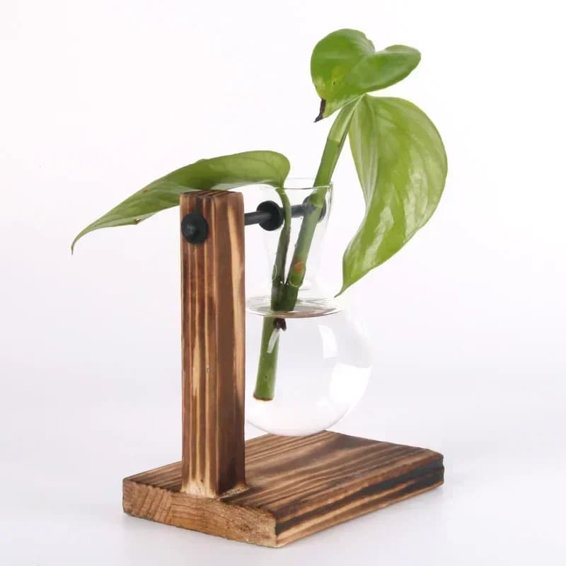 Hydroponic Plant Terrarium with Wooden Stand