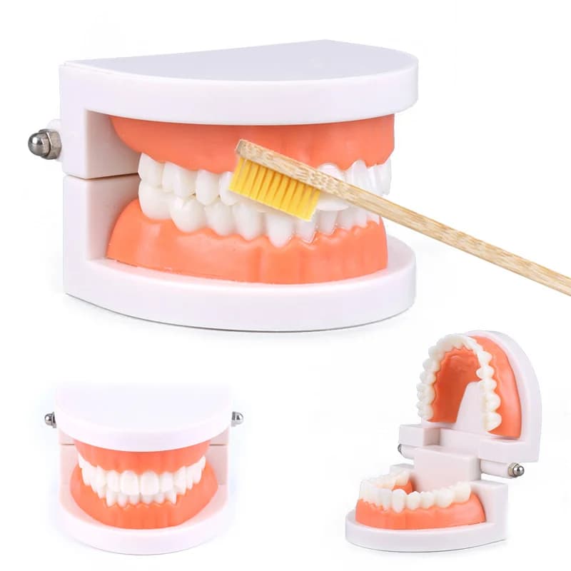 Dental Model Teaching Toy for Kids