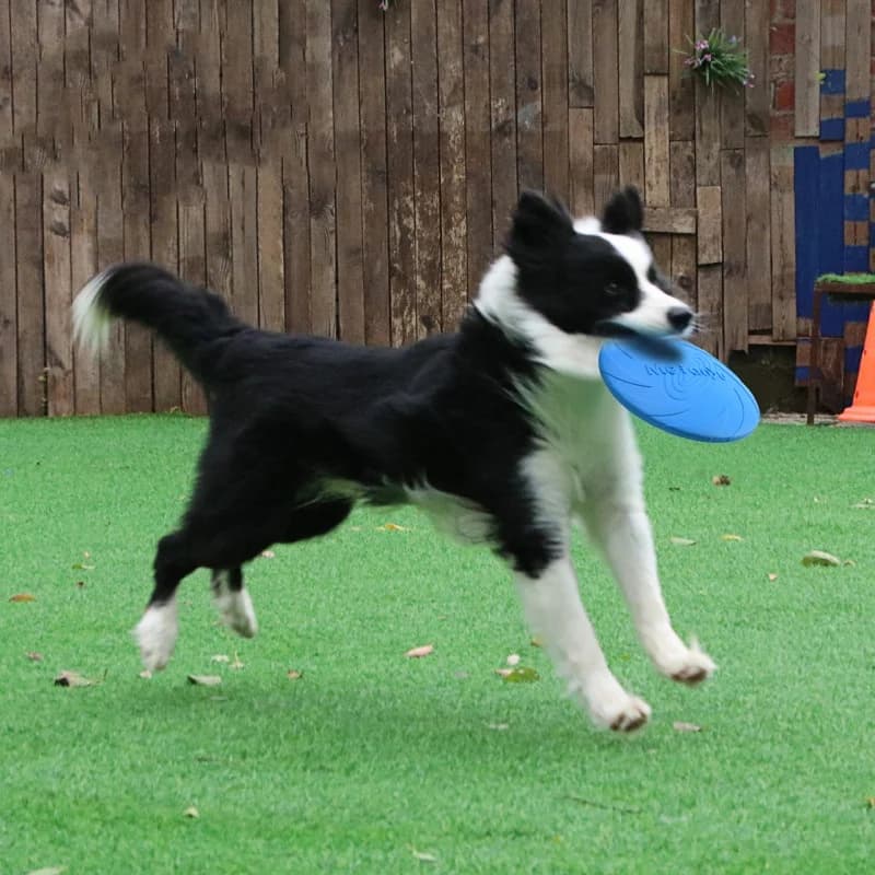 Bite Resistant Silicone Flying Disc for Dogs