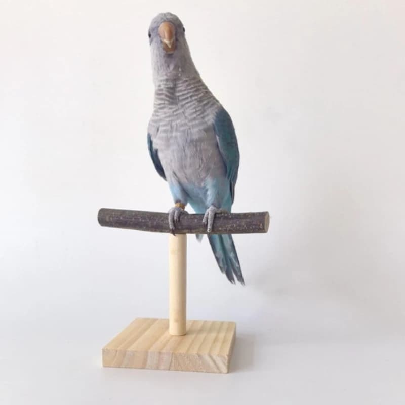 Wooden Bird Perch Stand