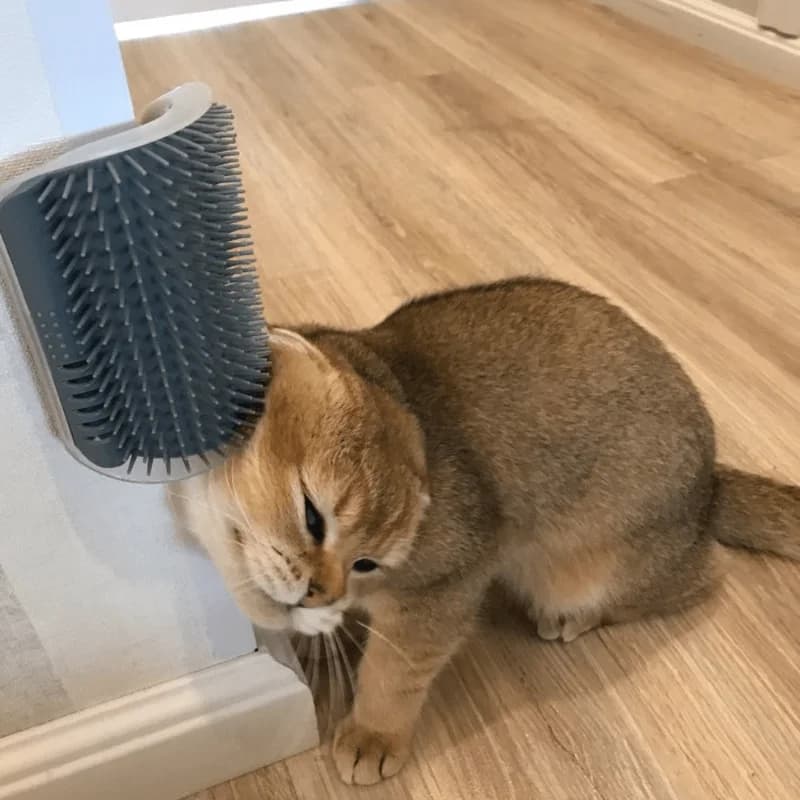 Pet cat scratcher and fur brush with wall corner toy for entertainment  a must-have for hair removal and itching