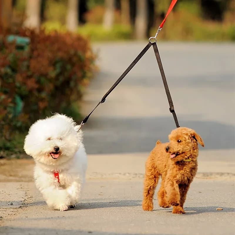 Double Dog Leash with Dual Couplers
