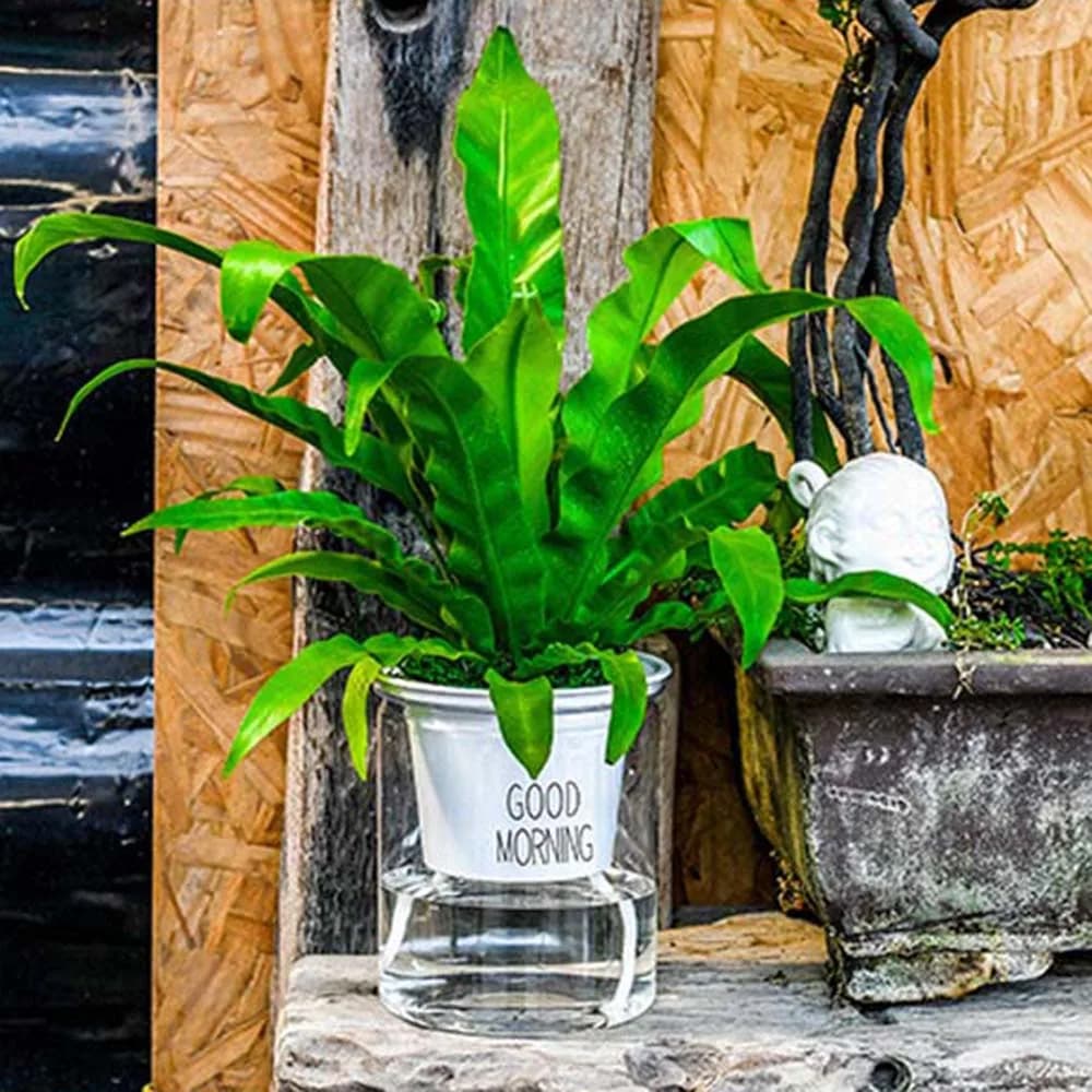 Garden Table Balcony Auto Irrigate Green Dill Office Succulents Garden Supplies Home Decor Flower Pots Planters Plant Pot