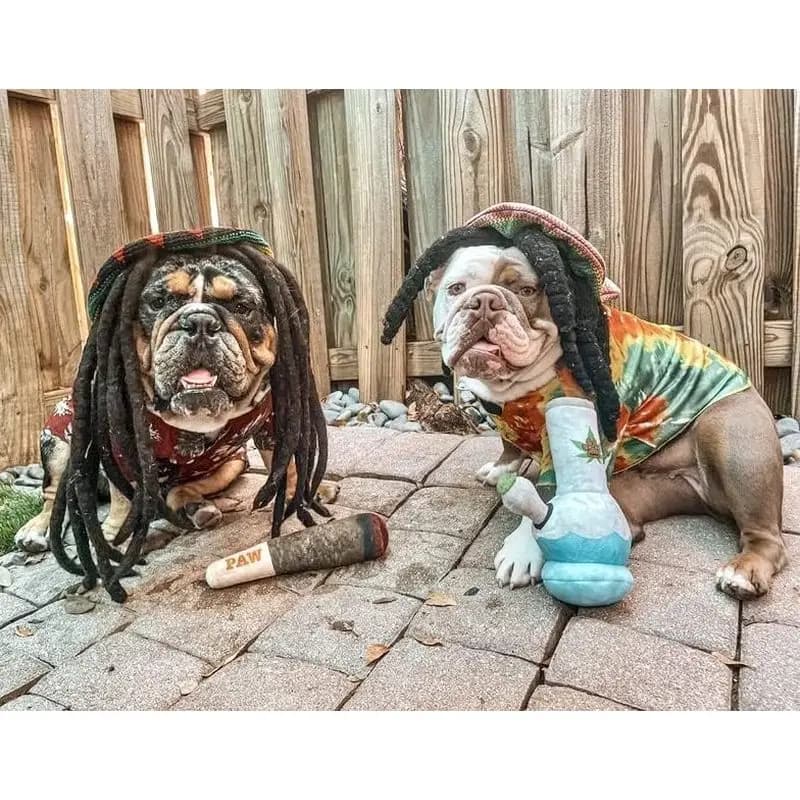 Dog toy - Funny Dog Toys - Plush Squeaky Toys for Medium, Small and Large - Cool Stuffed for Dog Birthday hj