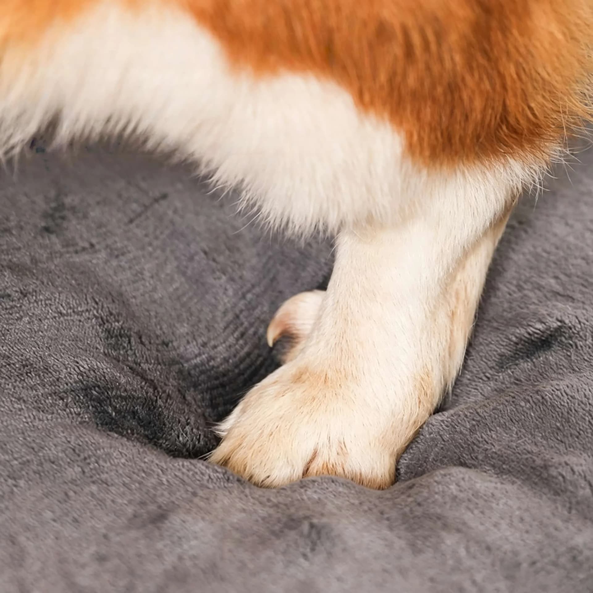 Orthopedic Waterproof Dog Bed with Bolster