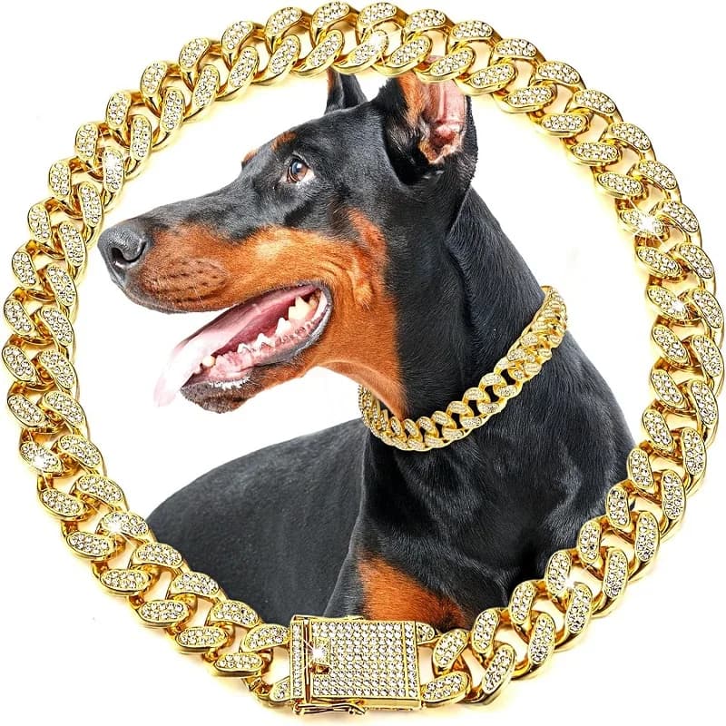 Gold Metal Chain Collar for Dogs and Cats