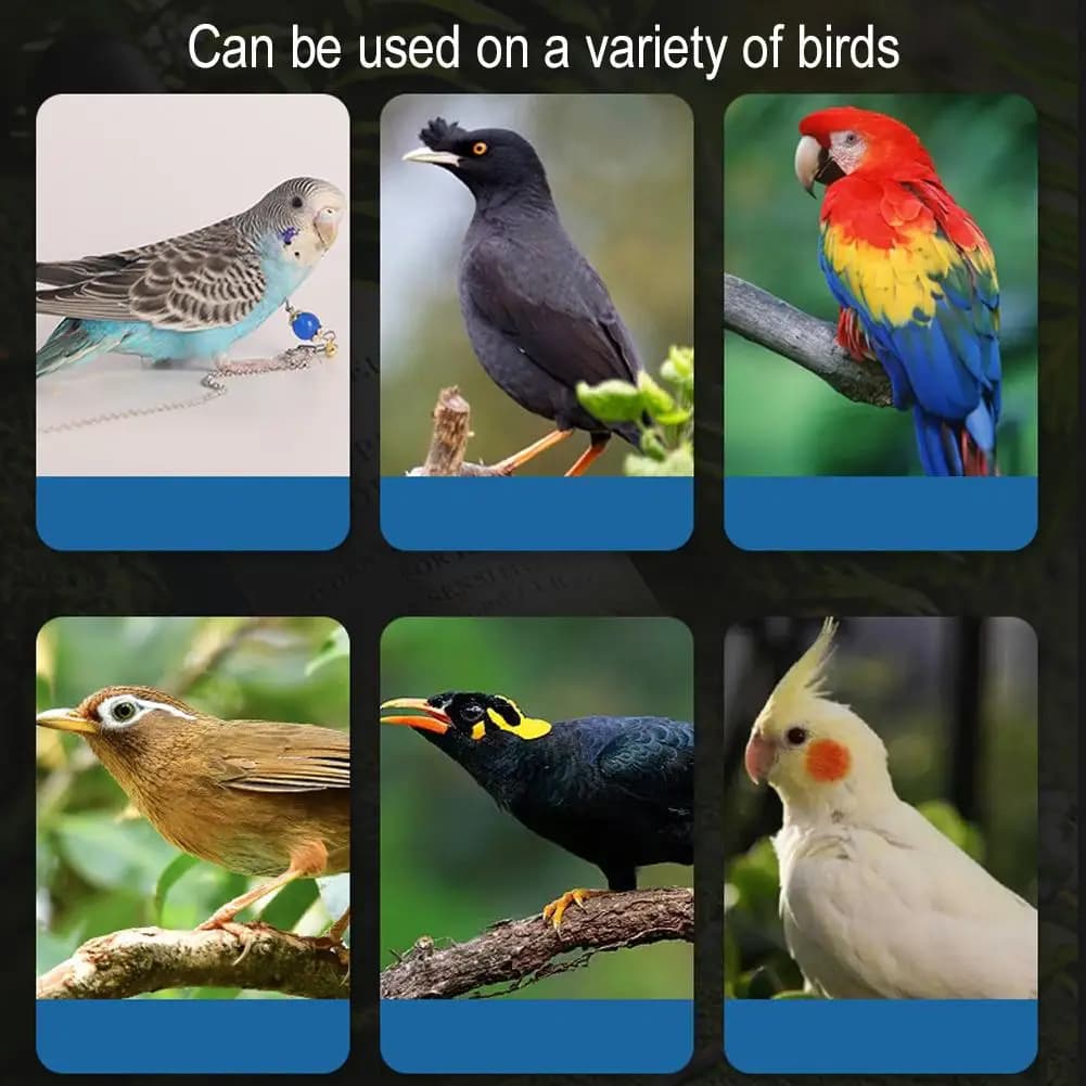 Bird Feeder and Waterer Set